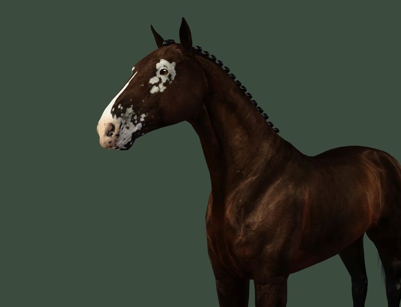 horse with vitiligo