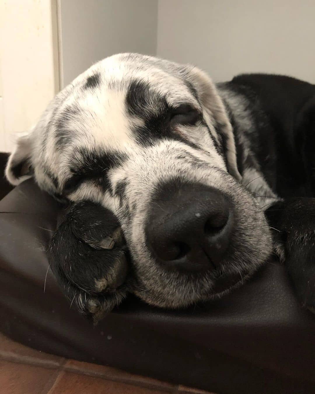 dog with vitiligo