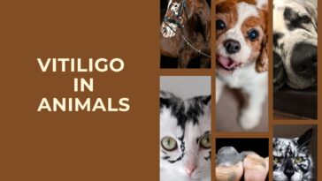 animal with vitiligo